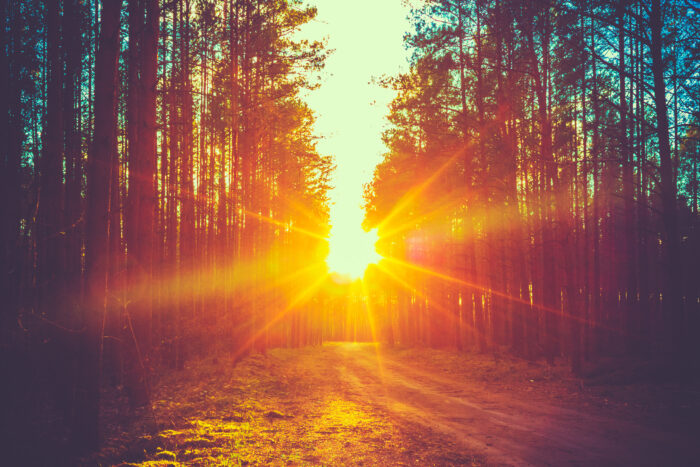 Forest Road Sunset Sunbeams Forest Road Under Sunset Sunbeams. Lane Running Through The Autumn Deciduous Forest At Dawn Or Sunrise. Toned Instant Photo