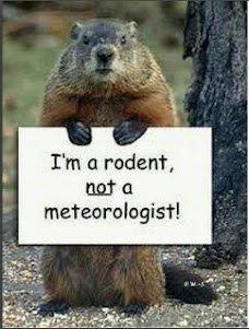 Rodent Pic
