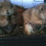 Snowy_Flurries (2)