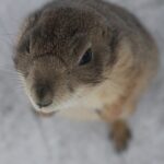 Snowy_Flurries (3)