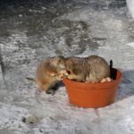 Snowy_Flurries (4)