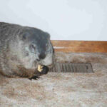 shadow_eating[1]