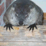 shadow_on_log[1]